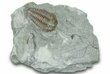 Flexicalymene Trilobite Fossil - Indiana #289052-3
